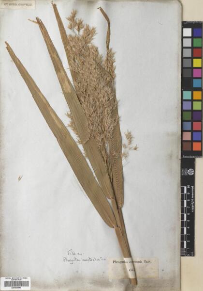 Phragmites australis [Espécimen: ]