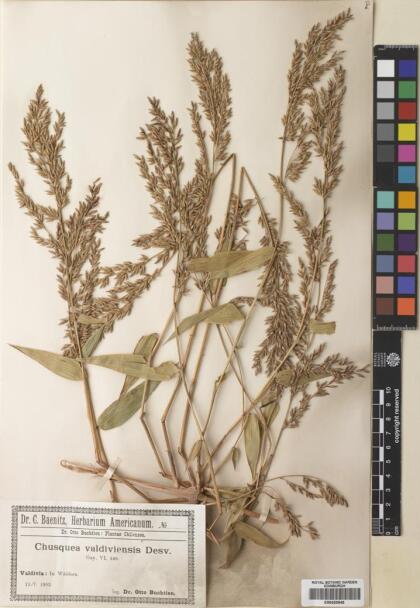Chusquea valdiviensis [Espécimen: ]