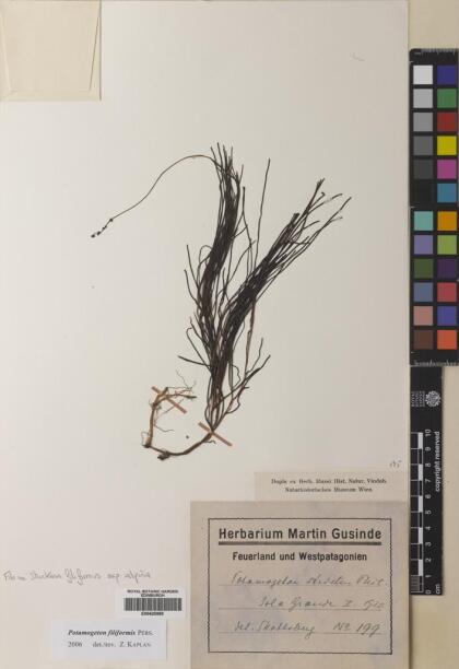 Stuckenia filiformis [Espécimen: ]