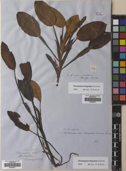 Potamogeton linguatus [Espécimen: ]