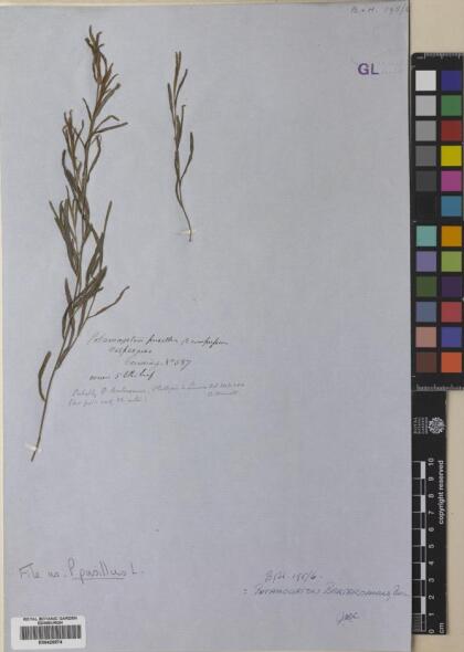 Potamogeton pusillus [Espécimen: ]