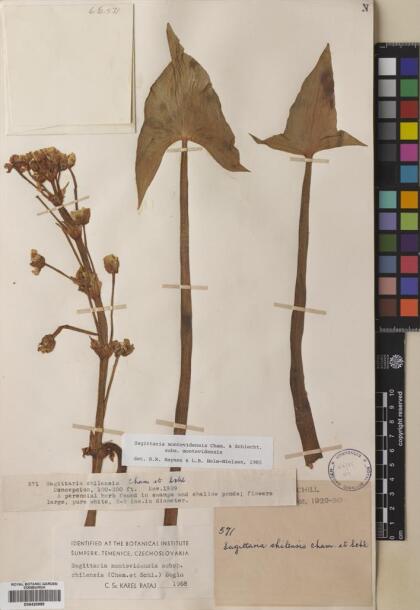 Sagittaria montevidensis [Espécimen: ]