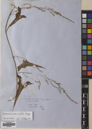 Dioscorea auriculata [Espécimen: ]