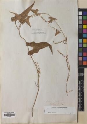 Dioscorea auriculata [Espécimen: ]