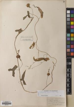 Dioscorea auriculata [Espécimen: ]