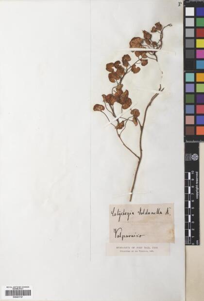 Calystegia soldanella [Espécimen: ]