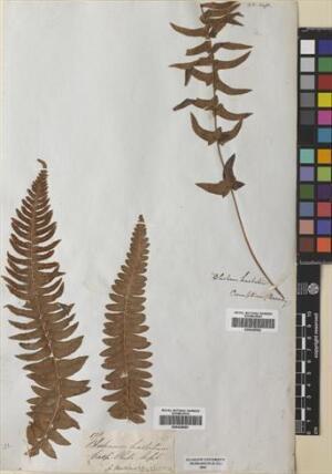 Blechnum hastatum [Espécimen: ]