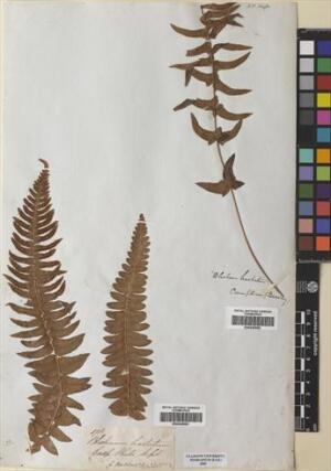 Blechnum hastatum [Espécimen: ]