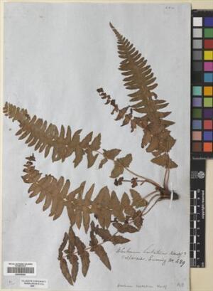 Blechnum hastatum [Espécimen: ]