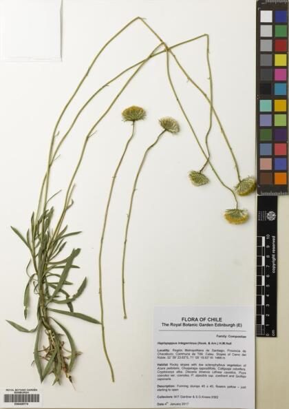 Haplopappus integerrimus [Espécimen: ]