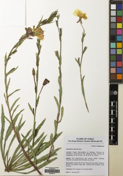 Oenothera odorata [Espécimen: ]