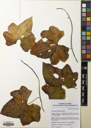 Dioscorea bryoniifolia [Espécimen: ]