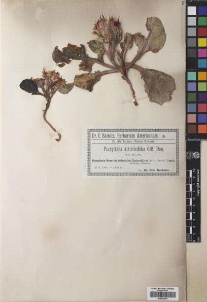 Pachylaena atriplicifolia [Espécimen: ]