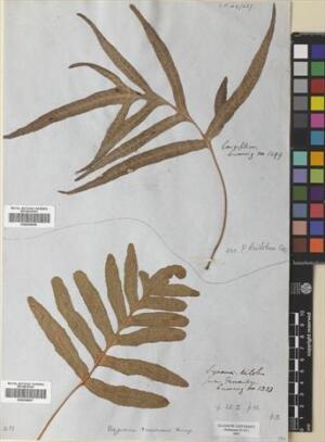 Asplenium dareoides [Espécimen: ]
