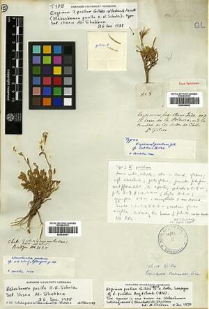 Stenodraba colchaguensis [Espécimen: ]
