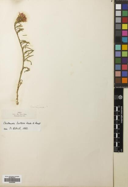 Plectocephalus bulbosus [Espécimen: ]