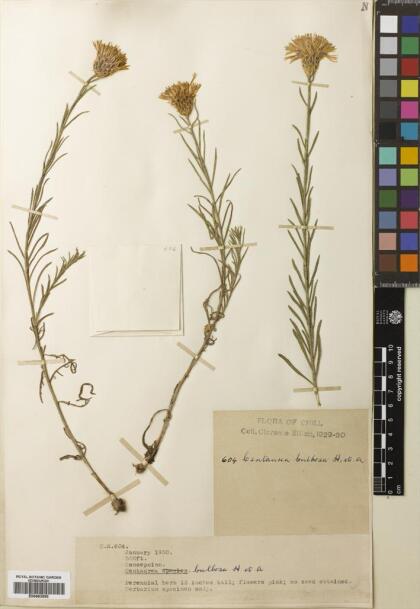 Plectocephalus bulbosus [Espécimen: ]
