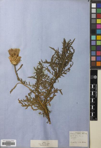 Plectocephalus chilensis [Espécimen: ]