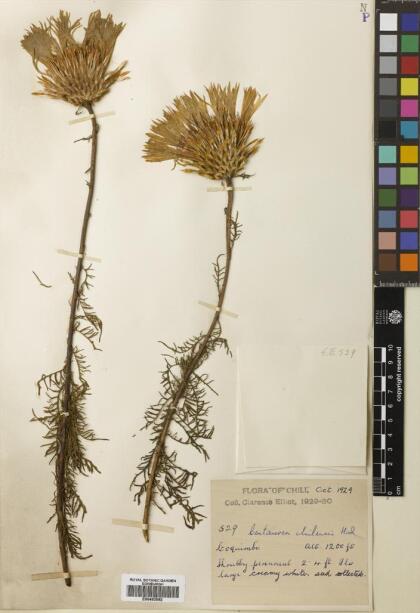 Plectocephalus chilensis [Espécimen: ]