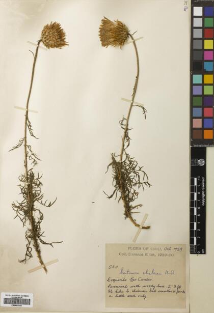 Plectocephalus chilensis [Espécimen: ]
