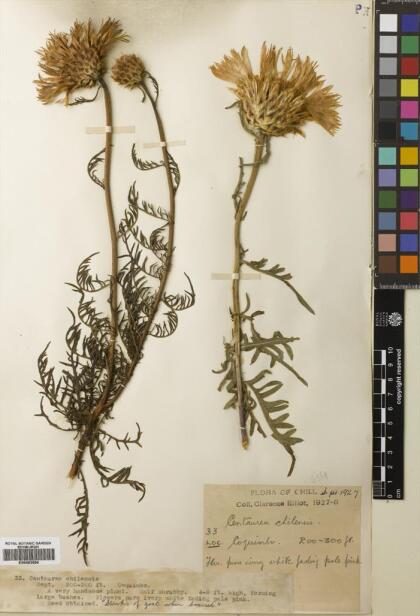 Plectocephalus chilensis [Espécimen: ]