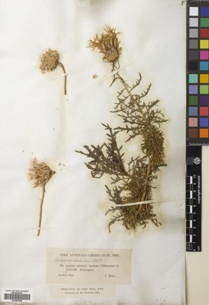 Plectocephalus chilensis [Espécimen: ]