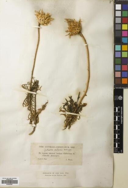Plectocephalus chilensis [Espécimen: ]