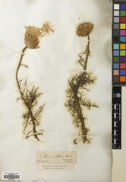 Plectocephalus chilensis [Espécimen: ]