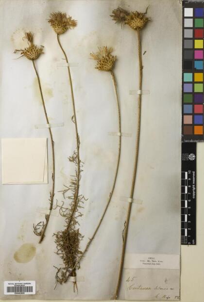 Plectocephalus bridgesii [Espécimen: ]
