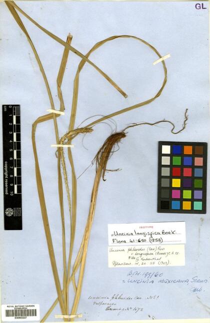 Carex phleoides [Espécimen: ]