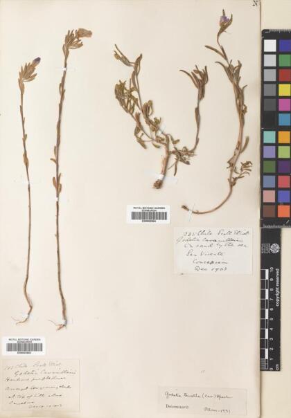 Clarkia tenella [Espécimen: ]