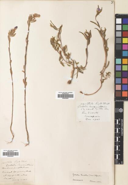 Clarkia tenella [Espécimen: ]