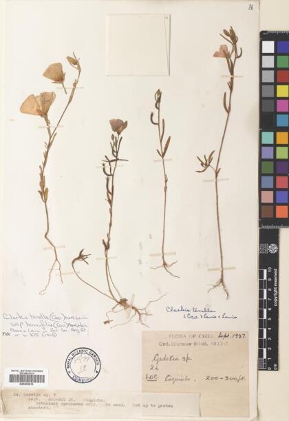 Clarkia tenella subsp. tenuifolia [Espécimen: ]