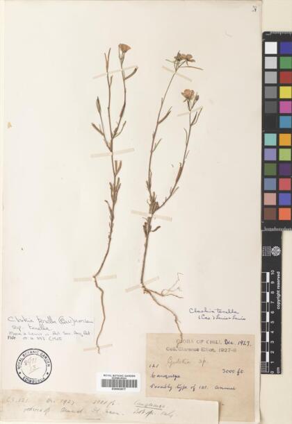 Clarkia tenella subsp. tenella [Espécimen: ]