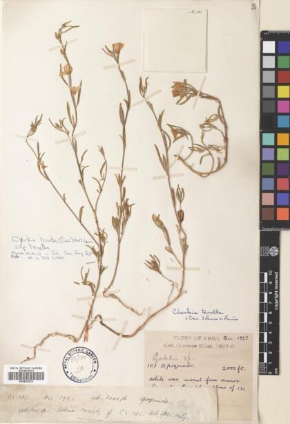 Clarkia tenella subsp. tenella [Espécimen: ]