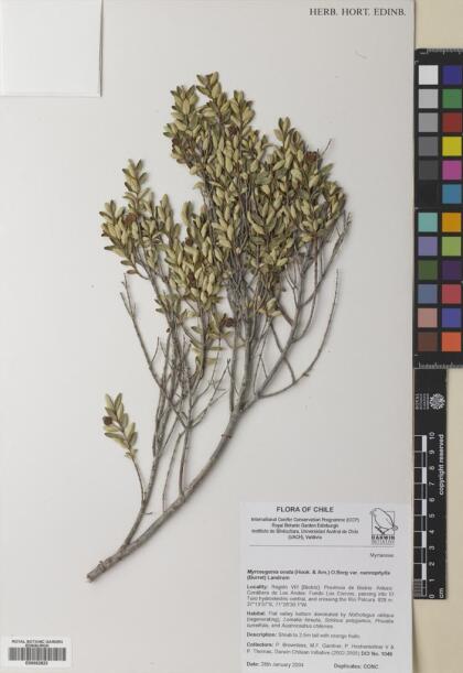 Myrceugenia ovata var. nannophylla [Espécimen: ]