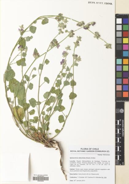 Sphaeralcea obtusiloba [Espécimen: ]