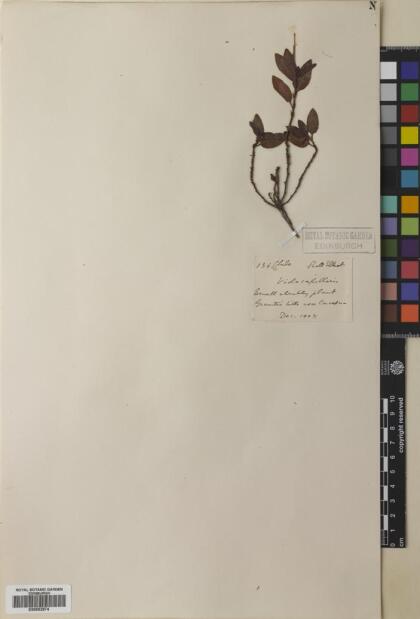 Viola capillaris [Espécimen: ]