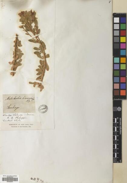 Malesherbia solanoides var. solanoides [Espécimen: ]