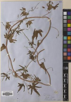 Dioscorea brachybotrya [Espécimen: ]
