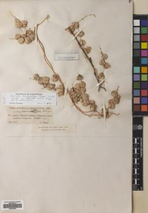 Dioscorea brachybotrya [Espécimen: ]