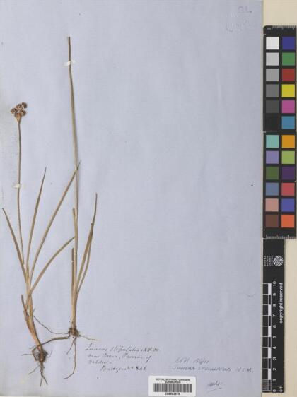Juncus planifolius [Espécimen: ]