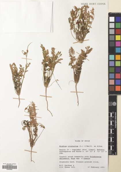 Erodium cicutarium [Espécimen: ]