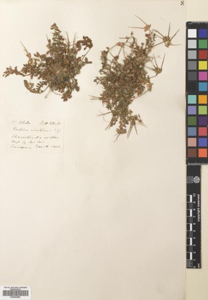 Erodium cicutarium [Espécimen: ]