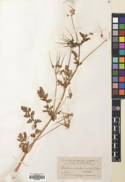 Erodium cicutarium [Espécimen: ]