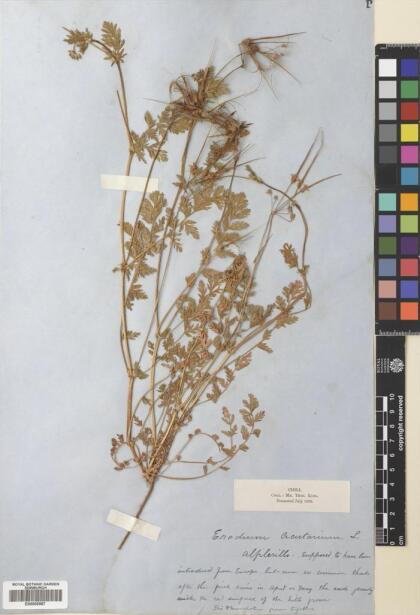 Erodium cicutarium [Espécimen: ]