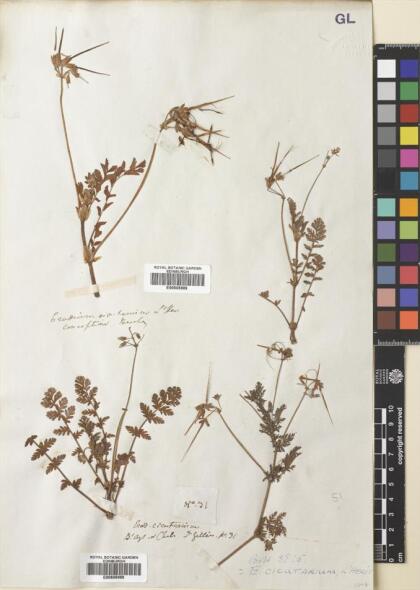 Erodium cicutarium [Espécimen: ]