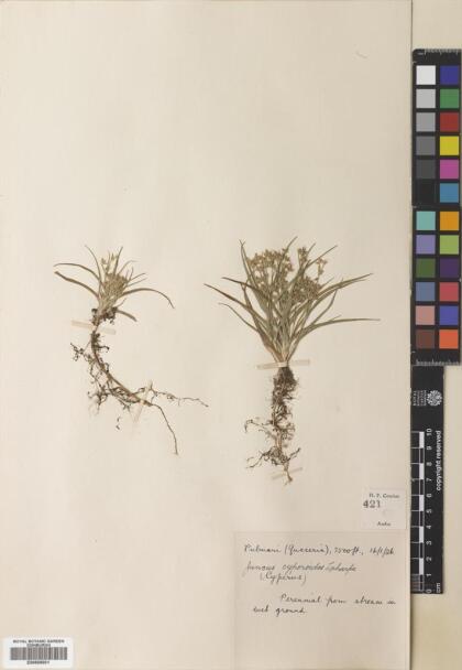 Juncus cyperoides [Espécimen: ]