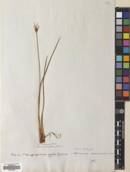Marsippospermum grandiflorum [Espécimen: ]