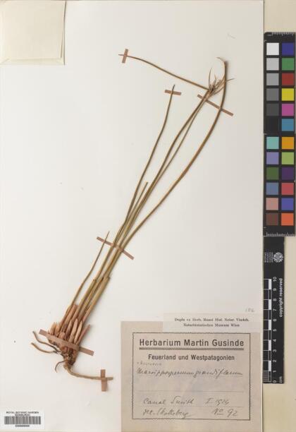 Marsippospermum grandiflorum [Espécimen: ]